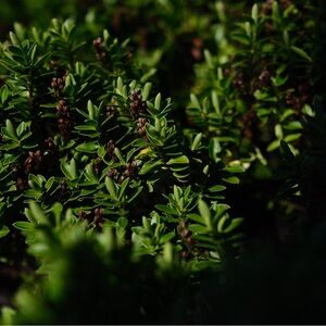 Meet your Posher, Alina